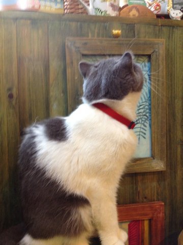 牛奶猫