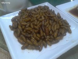 美极蚕蛹