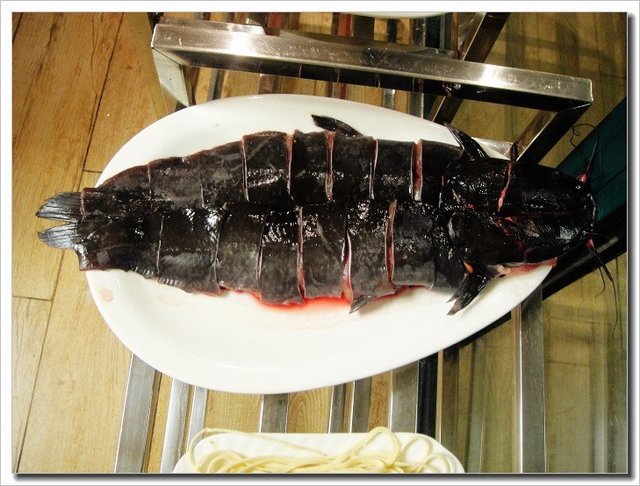 野生梭边鱼