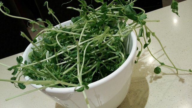 豆苗