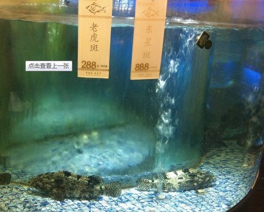 鱼池