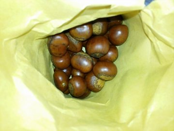 板栗
