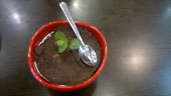 盆栽提拉米苏