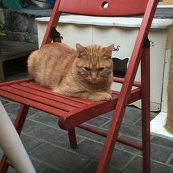 发呆的猫咪