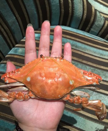 大闸蟹