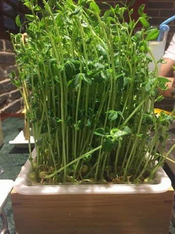 豆芽菜