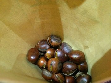长城小陈板栗