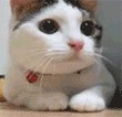 一只小熊