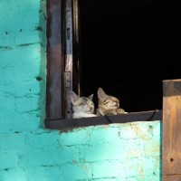 catjiujiujiu