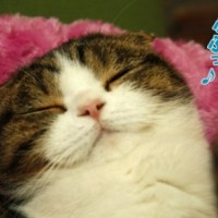 aii_neko