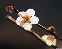 小愿子