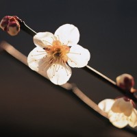 小愿子