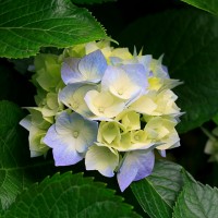 加菲猫11