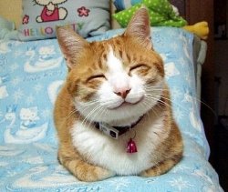 六子小虎