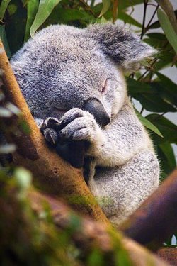 爱美食的kOaLa