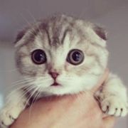 肥猫猫的报恩