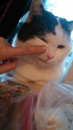 张张d